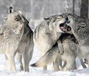 Волки, обитающие на территории россии